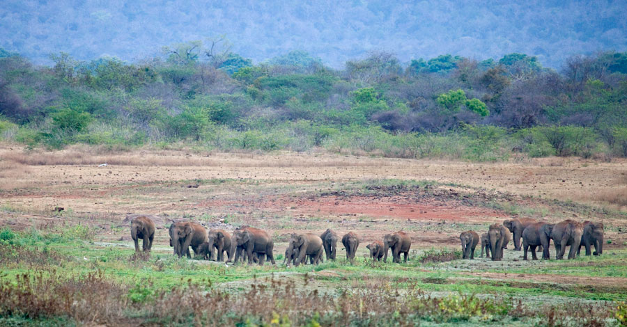 Herd of elephants, Kabini Backwaters